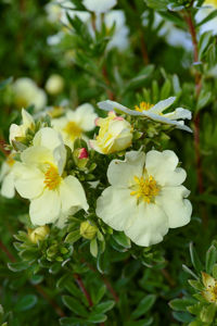 Obraz Potentilla